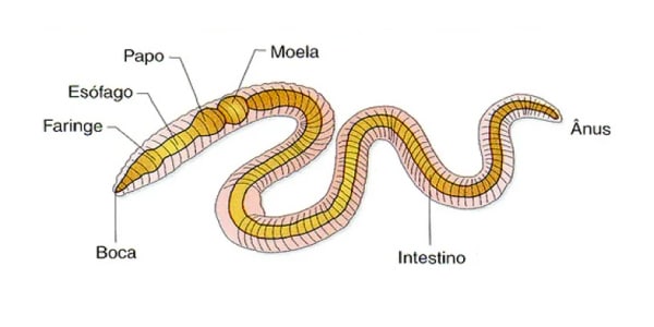 sistema-digestório-das-minhocas-e-anelideos-1