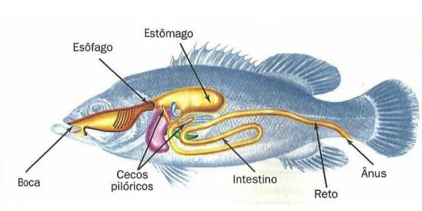 sistema-digestório-dos-peixes