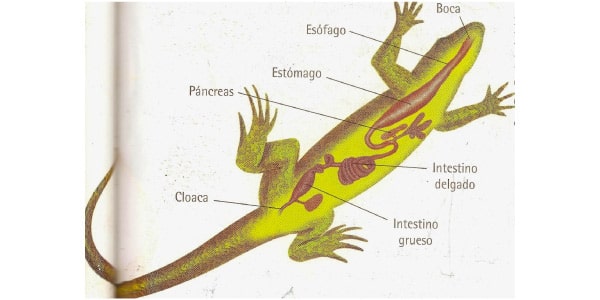 sistema-digestório-dos-répteis