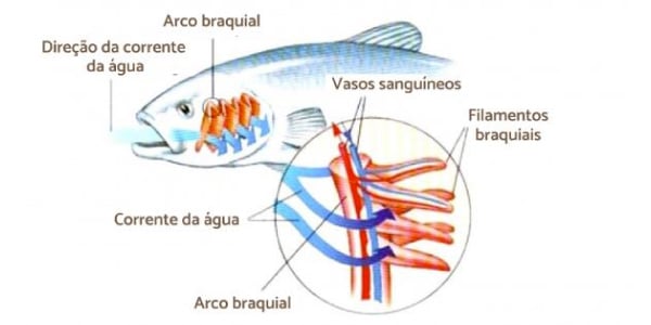 Cavalo Marinho - Biologia Enem