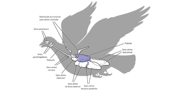 sistema-respiratório-das-aves