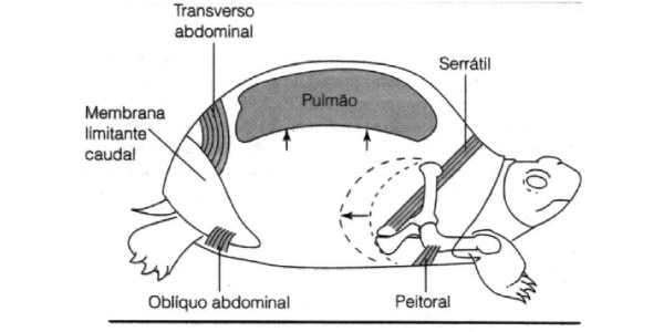 sistema-respiratório-dos-répteis