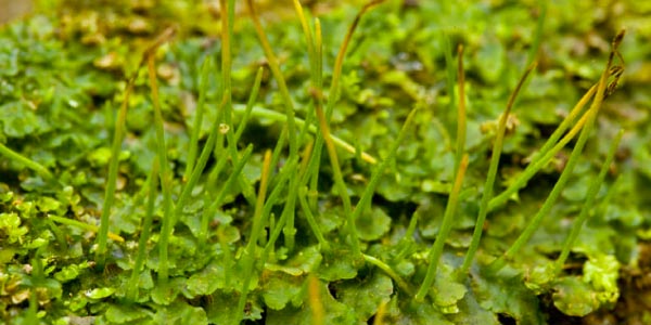 Anthocerotophyta-antóceros