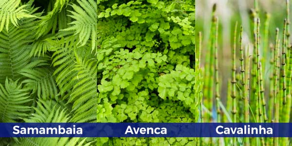 Classificação-das-pteridófitas-1