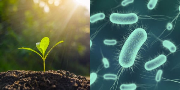 Diferença-entre-quimiossíntese-feita-por-bactérias-e-fotossíntese-feita-por-plantas