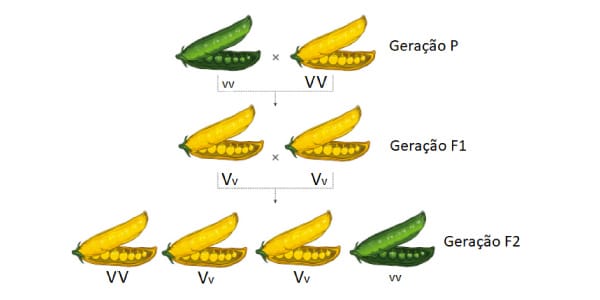 Esquema-gráfico-da-primeira-lei-de-mendel-com-as-ervilhas-verdes-e-amarelas