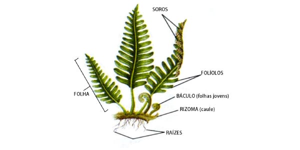 Estrutura-das-Pteridófitas