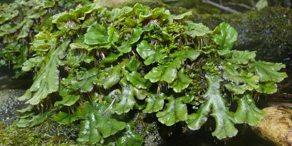 Marchantiophyta-hepáticas-1