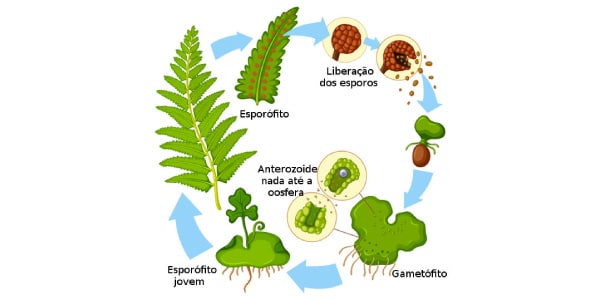 Reprodução-das-Pteridófitas