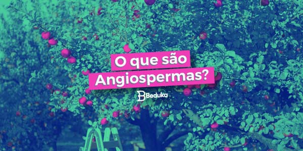 Angiospermas - Seminário Angiospermas