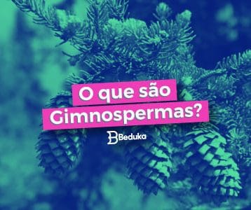 Resumo com as principais características das Gimnospermas!