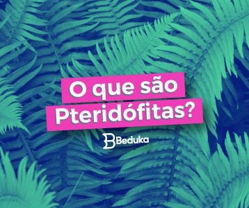 Tudo sobre o resumo com as característcas das Pteridófitas!