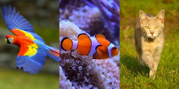 arara-vermelha-e-azul-voando-nemo-peixe-palhaço-nandando-e-guepardo-no-mato