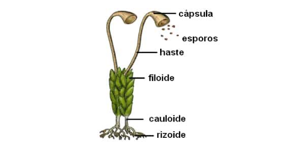 estrutura-corporal-das-briófitas