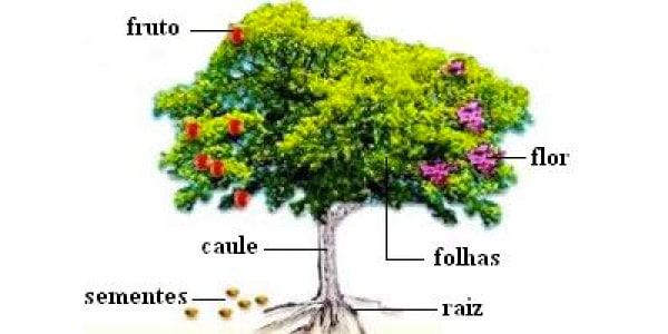 Angiospermas - Seminário Angiospermas