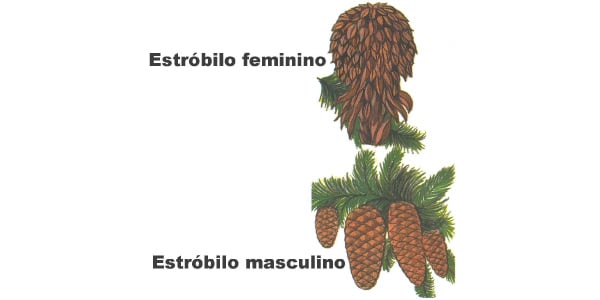 estrutura-dos-estróbilos