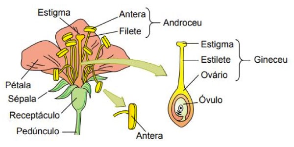 estrutura-e-partes-das-flores-anterídeos-estames-pétalas-corola-cépalas