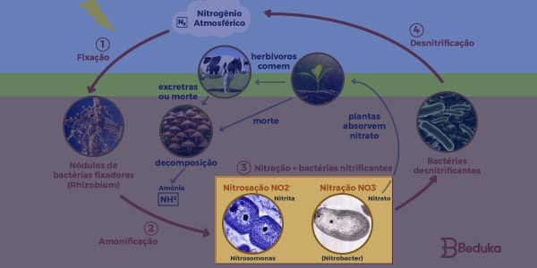 imagem-do-ciclo-do-nitrogênio-com-foco-na-quimiossíntese-ou-nitração-nitrificação-e-nitrozação