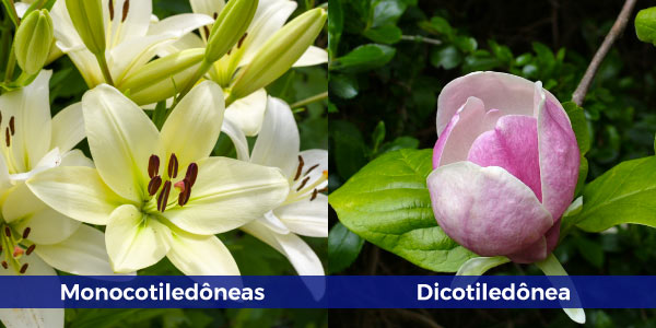 monocotileônia-e-dicotiledônia