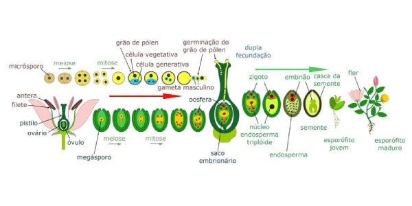 Angiospermas - Seminário Angiospermas