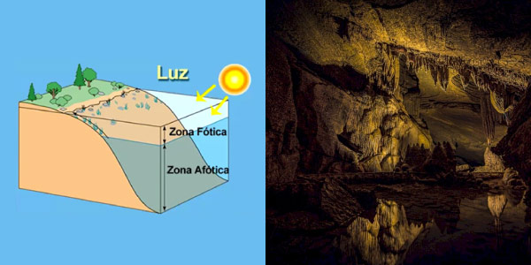 Zona Fótica e Zona Ática