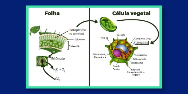 partes-das-plantas-para-transpiraçao-estomatos-vacuolos-e-celula-vegetal