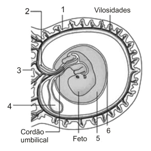 Exercícios sobre Anexos Embrionários 7