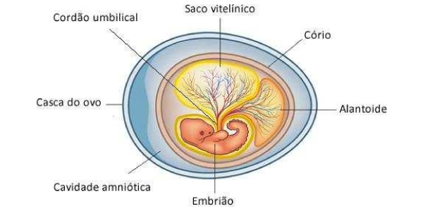 Esses são os anexos embrionários.