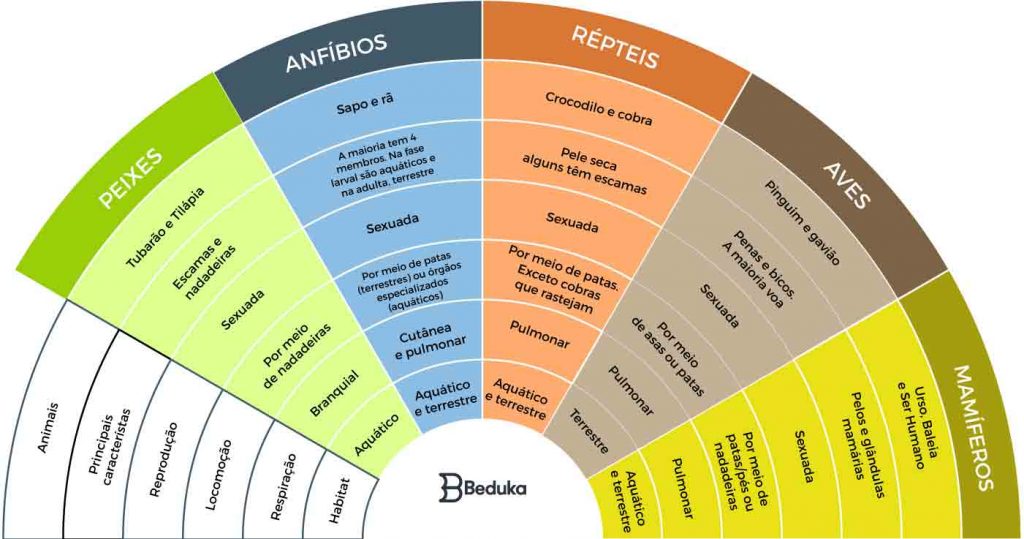 tabela-de-zoologia-comparada-e-zoologia-geral-com-os-filos-do-reino-animal-e-suas-características-dos-sistemas-digestorio-respiratorio-excretor-reprodutor-embriologia-habitat