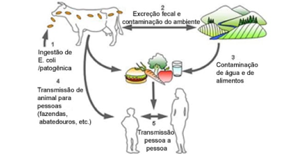 Ciclo da Cólera