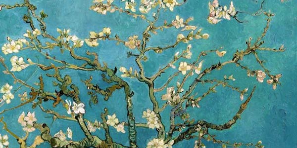 Vincent van Gogh Amendoeira em flor