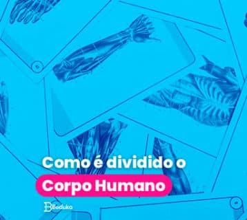 Como é dividido Corpo Humano?