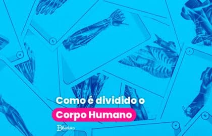 Como é dividido Corpo Humano?